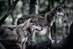 Bi loup – Laetitia Tixier