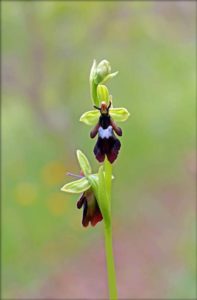 Orchidée d’Ariège – Emmanuelle Varona