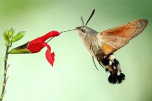 Sphynx colibri – Paul Barbier